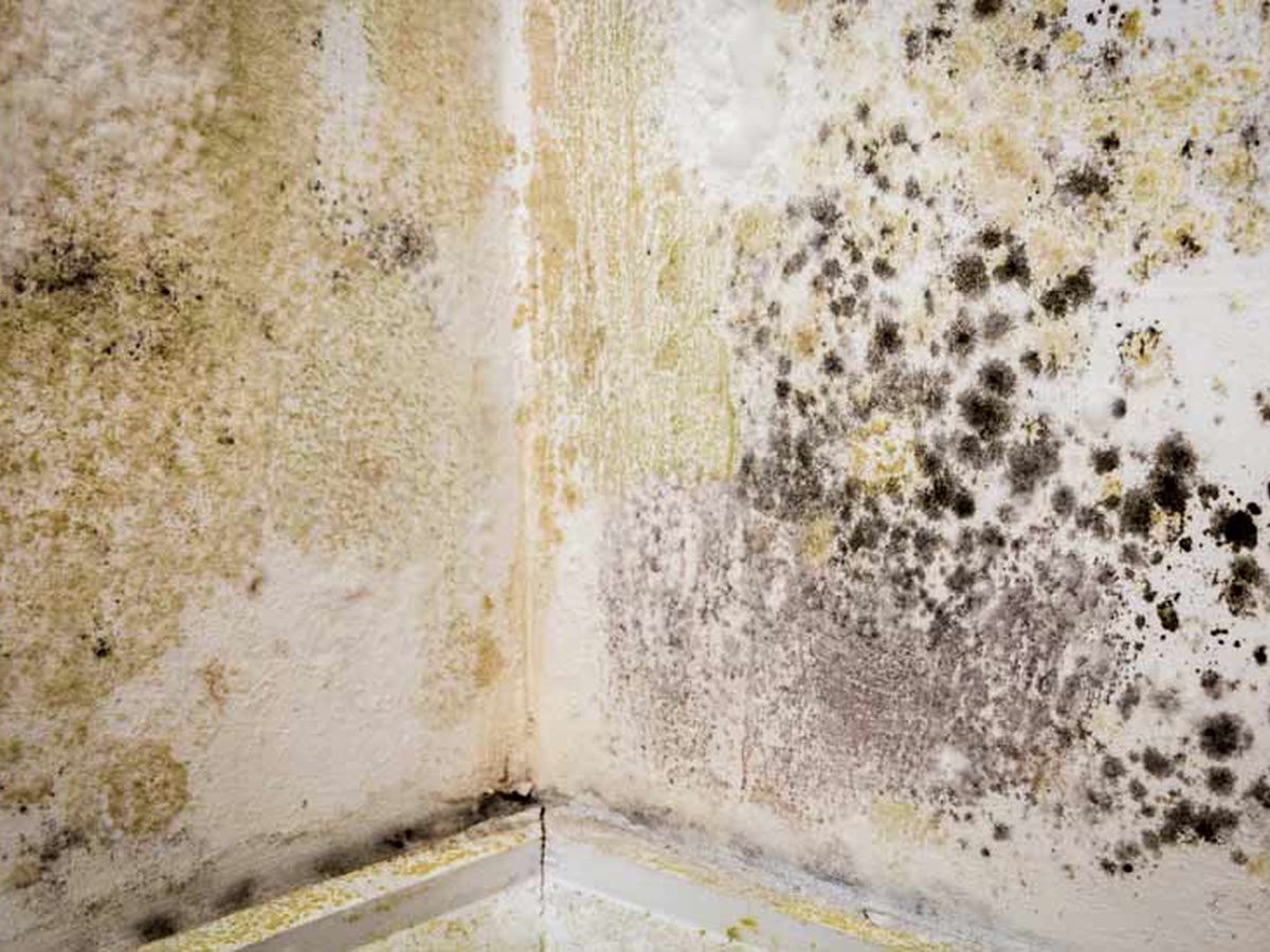 Damp & Condensation Solutions
